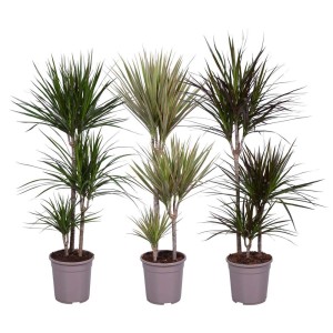 Trzy draceny (Dracaena) w doniczkach z różnokolorowymi liśćmi.