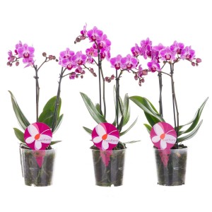 Trzy mini storczyki (Storczyki) z różowymi, paskowanymi kwiatami w przezroczystych doniczkach.