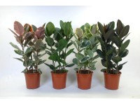 Fikus (Ficus) elastica 3 pędy mix - don. 27 cm