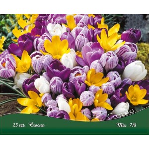 Cebulki krokusów, mieszanka krokusów fioletowych, żółtych i białych.