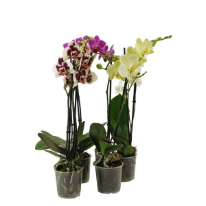 Trzy kwitnące storczyki w doniczkach: fioletowy, żółty i biało-bordowy. Dekoracyjne rośliny doniczkowe.