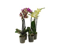 Falenopsis - Ćmówka - Storczyk Premium  (Phalaenopsis sp.)