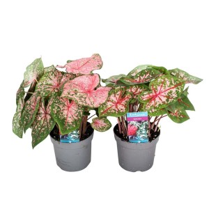 Dwie rośliny doniczkowe t.b.t z różowo-zielonymi liśćmi w szarych doniczkach.