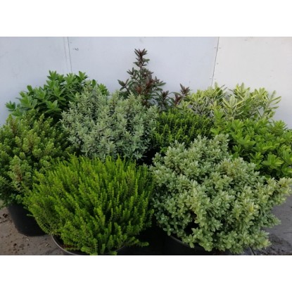 Hebe mix 6odmian don. 17cm