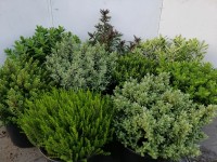 Hebe mix 6odmian don. 17cm