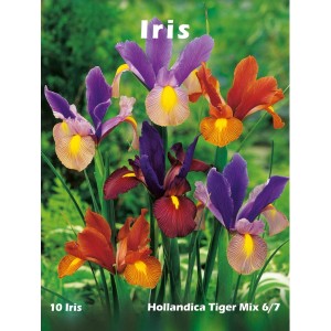 Cebulki irysów, Hollandica Tiger Mix, różne kolory.