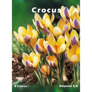 Żółto-fioletowe cebulki krokusów, idealne do wiosennych ogrodów.