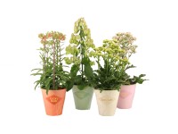 Żyworódka (Kalanchoe) mix - don. 14 cm