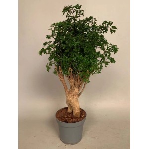 Zielone drzewko bonsai w doniczce, roślina domowa.