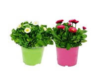 Stokrotka pospolita (Bellis perennis) don. 10,5 cm