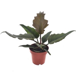 Roślina doniczkowa t.b.t., duże liście, ciemnozielona.