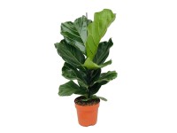 Fikus (Ficus Lyrata) - don. 17 cm