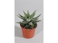 Haworcja - Haworthia Fasc. Conc wys.10cm don.8cm