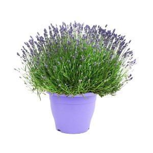 Kwitnąca lawenda w fioletowej doniczce, idealna na rabaty i balkony.