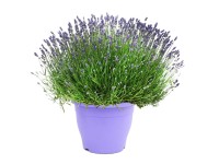 Lawenda bylinowa odm. Essence Purple  (Lavandula angustifolia) - don. 32 cm