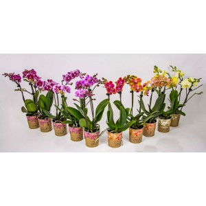 Różnokolorowe storczyki t.b.t. w ozdobnych doniczkach, ustawione obok siebie.