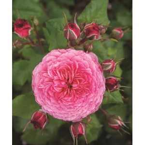 Zbliżenie różowej róży rabatowej z pąkami. Idealna do ogrodu i na rabaty.