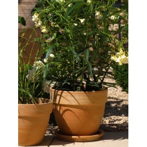 Karmelowa doniczka terakotowa Levante (Ø 35 cm) z rośliną.