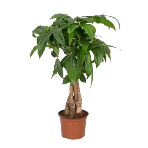 GROW by OBI Pachira wodna (Pachira Aquatica) w doniczce, ok. 12 cm Ø, z plecionym pniem i zielonymi liśćmi.