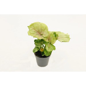 Doniczkowa roślina pokojowa t.b.t. z zielonymi liśćmi i różowymi akcentami.