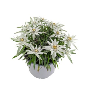 Szarotka alpejska Blossom of Snow (Leontopodium alpinum) don. 17 cm