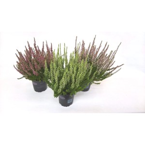 Trzy kwitnące wrzosy t.b.t. w doniczkach, różne kolory.