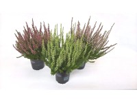 Wrzos linia Garden Girls (Calluna vulgaris) - don. 11 cm