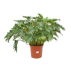 Zielona roślina doniczkowa t.b.t. w brązowej doniczce, dekoracyjne liście.