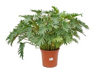 Filodendron (Philodendron Xanadu) - wys. 60-70 cm