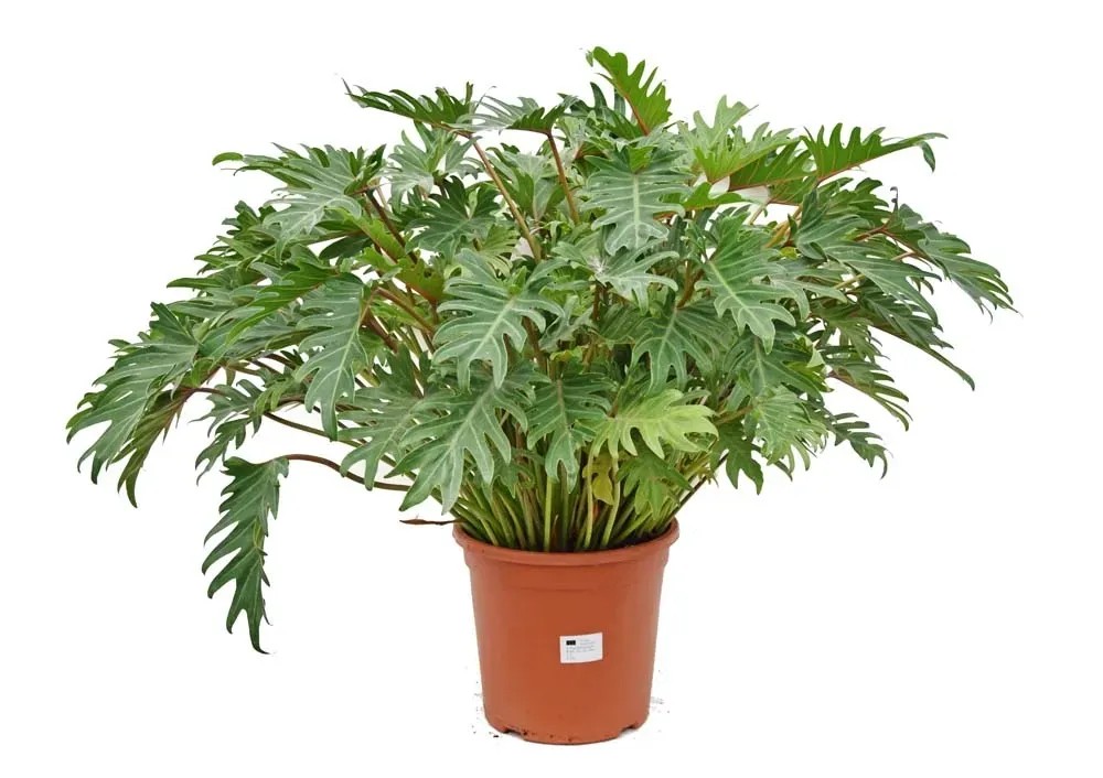 Filodendron (Philodendron Xanadu) - wys. 60-70 cm