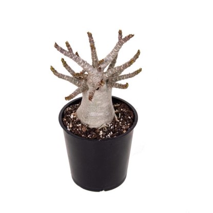 Adenium Ansu Baobab, wys. 20-25 cm, don. 12 cm