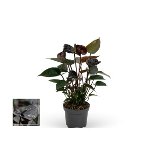Ciemne anturium (t.b.t.) w doniczce. Roślina doniczkowa z ciemnymi kwiatami.