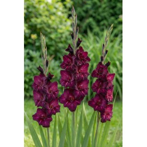 Mieczyk (Gladiolus Black Star) 5 szt.