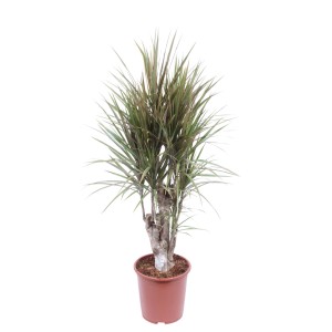 Dracena (smocze drzewo) w doniczce, roślina pokojowa o smukłych, zielonych liściach.