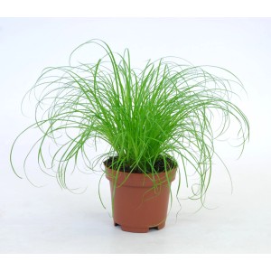 Zielona roślina t.b.t. w brązowej doniczce. Dekoracyjna roślina doniczkowa.