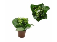 Żyworódka (Kalanchoe) mini mix - don. 6 cm