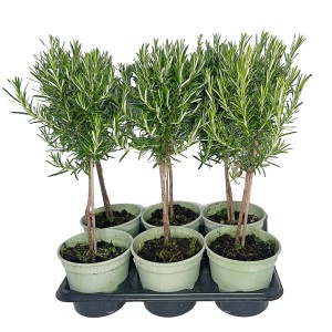 Kilka ziół t.b.t. w doniczkach na tacy. Zioła do ogrodu i kuchni.