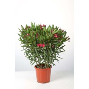 Oleander w doniczce z czerwonymi kwiatami, dekoracyjna roślina doniczkowa.