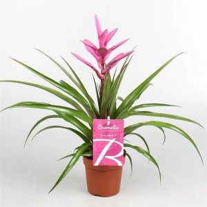 Bromelia w doniczce z różowym kwiatem. Dekoracyjna roślina doniczkowa.