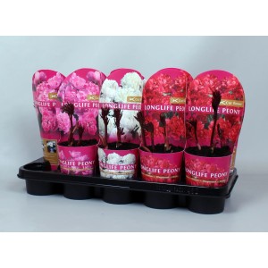 Różne kwitnące rośliny t.b.t. w doniczkach na tacy.