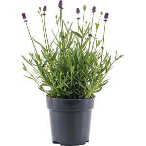 Lawenda wąskolistna (Lavandula Viva Felice) - don. 10 cm