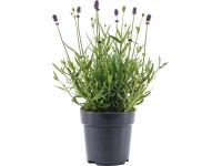 Lawenda wąskolistna (Lavandula Viva Felice) - don. 10 cm