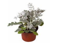 Starzec popielny (Senecio sp.)