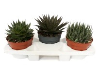 Aloes don. 17cm (Aloe sp.)