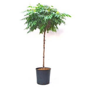 Doniczkowa roślina pokojowa t.b.t. z zielonymi liśćmi i brązowym pniem.