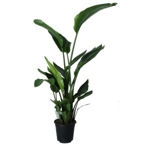 Duża, zielona roślina t.b.t. w czarnej doniczce do użytku wewnętrznego.