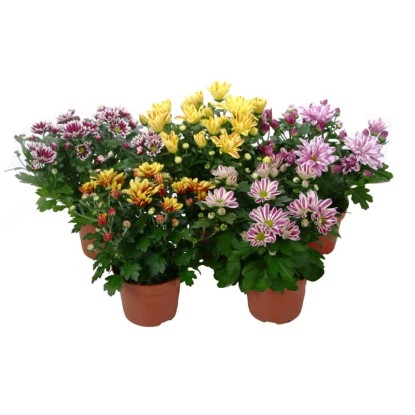 Chryzantemy (Chrysanthemum sp.) odmiany specjalne - don. 12 cm