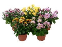 Chryzantemy (Chrysanthemum sp.) odmiany specjalne - don. 12 cm