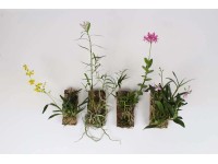 Orchidea - wys. 10 - 20 cm