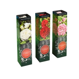 Trzy zapakowane róże rabatowe w kolorze białym, czerwonym i różowym. Idealne do ogrodu i na rabaty.